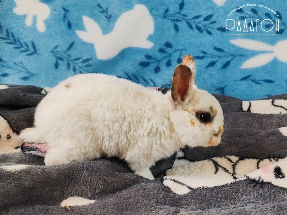 Декоративный карликовый кролик Чарли триколор