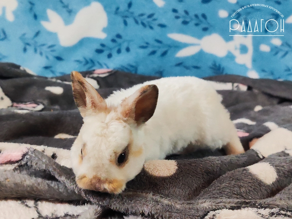 Декоративный карликовый кролик Чарли триколор