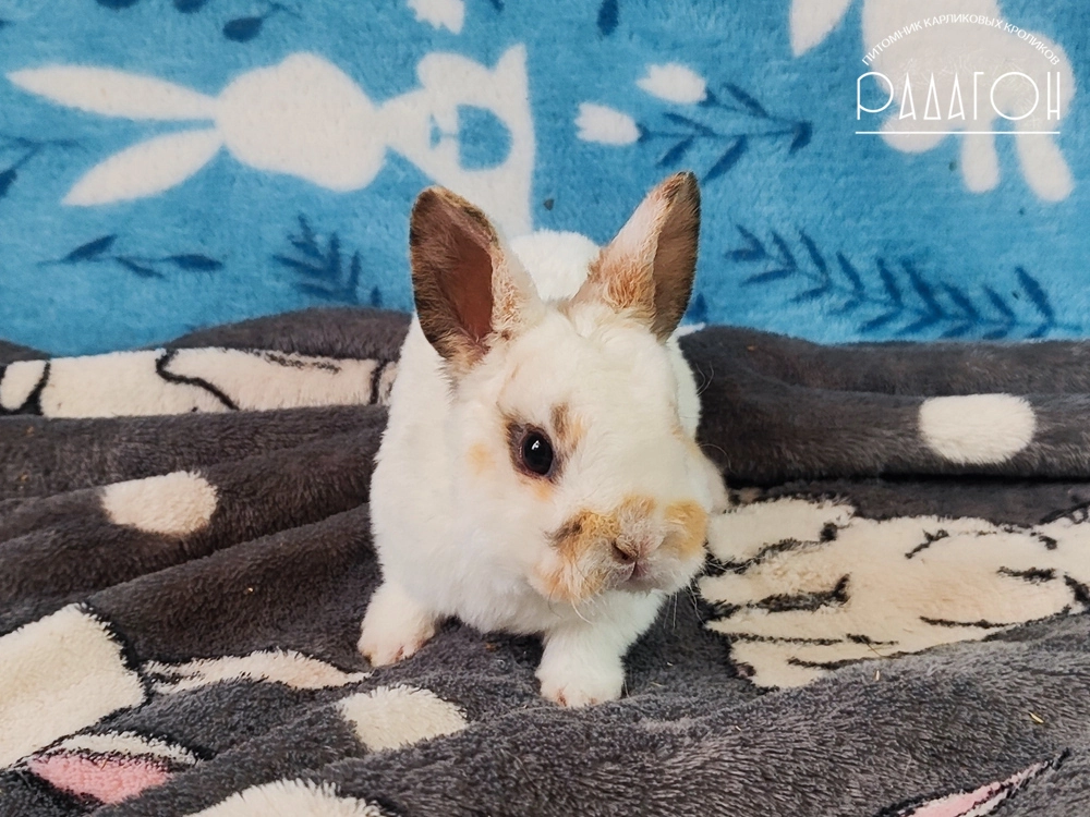 Декоративный кролик породы Карликовый рекс окраса Чарли триколор - Радагон Синтик