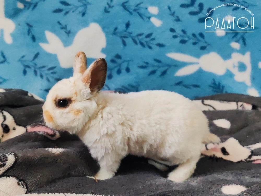 Декоративный карликовый кролик Чарли триколор