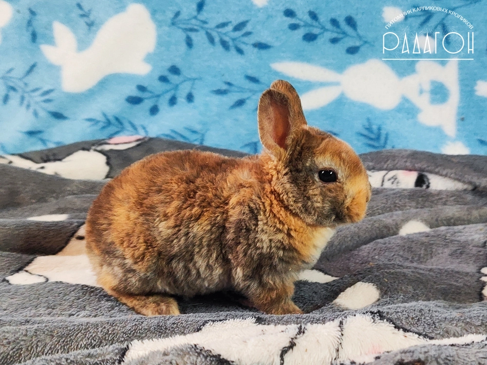 Декоративный кролик породы Карликовый рекс окраса Японский - Радагон Скибиди