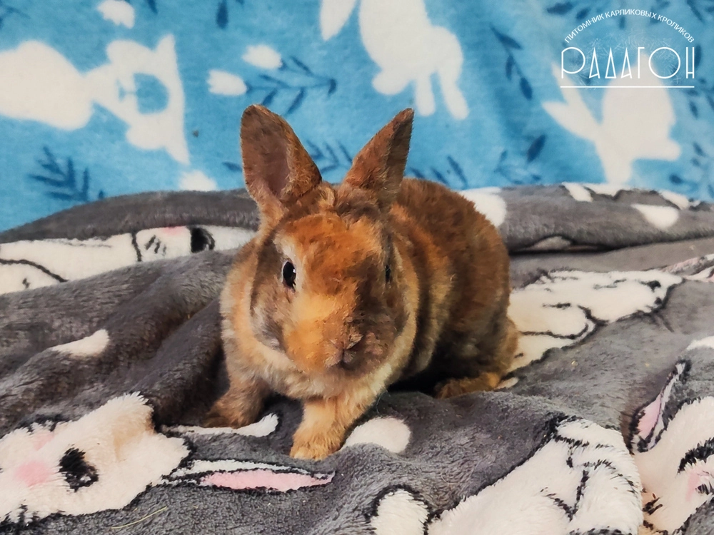 Декоративный карликовый кролик Японский