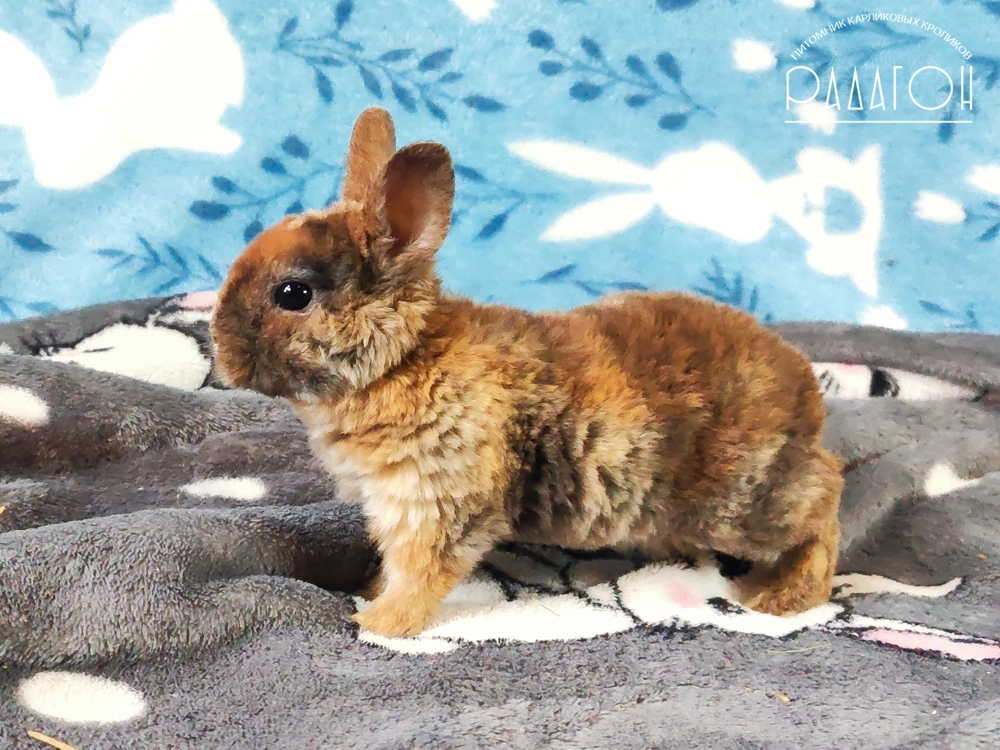 Декоративный карликовый кролик Японский