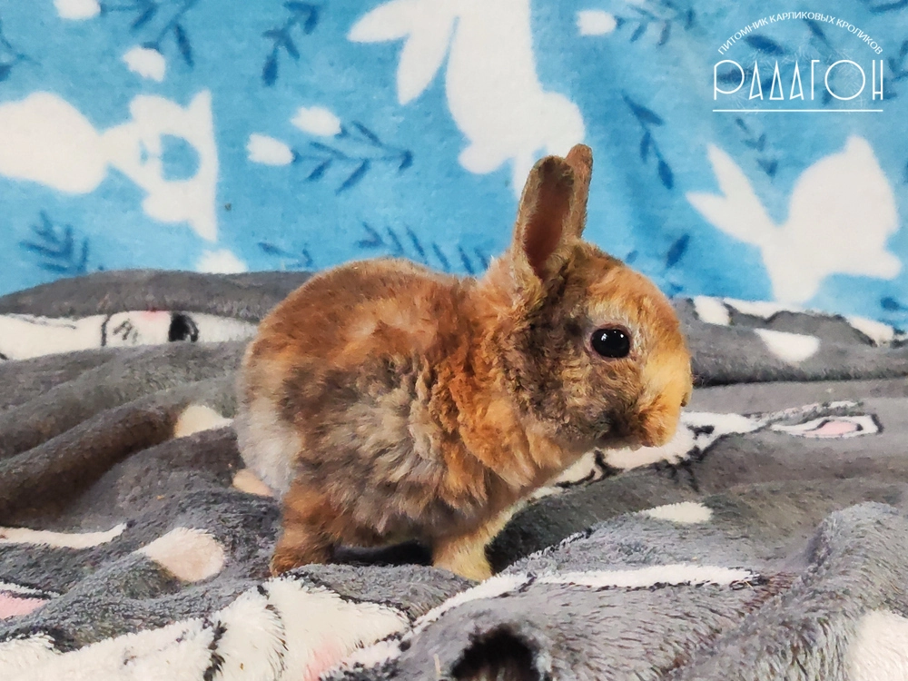 Декоративный карликовый кролик Японский