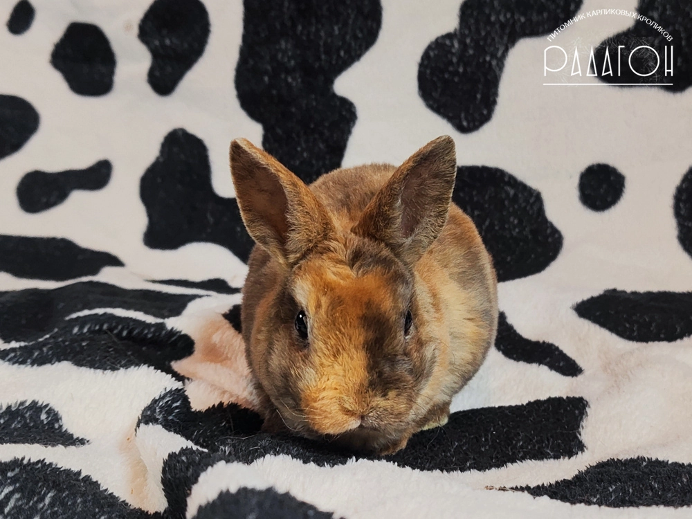 Декоративный кролик породы Карликовый рекс окраса Японский - Радагон Скибиди