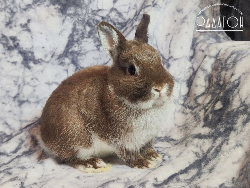 Декоративный кролик породы Немецкий цветной карлик окраса Гавана белоостевой - Радагон Сойка