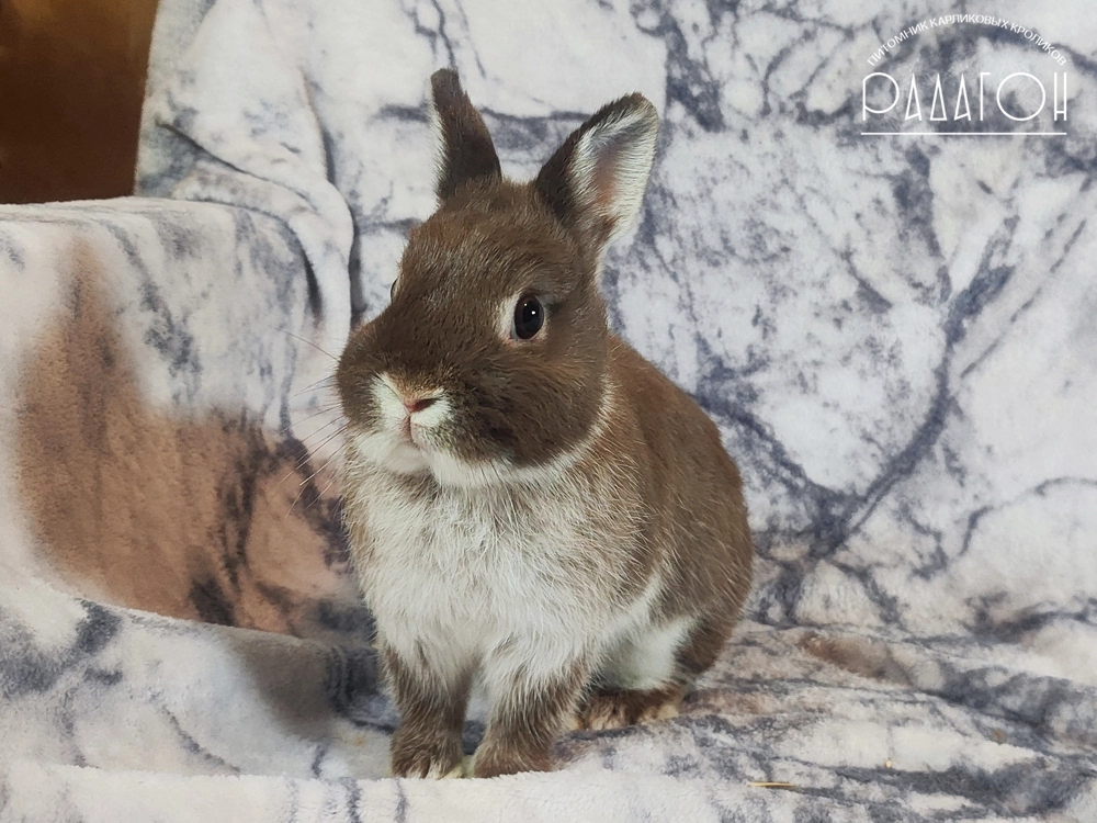 Декоративный карликовый кролик Гавана белоостевой