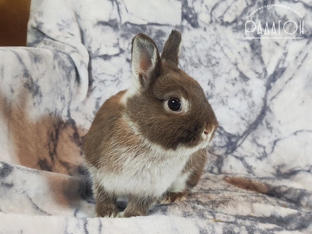 Декоративный карликовый кролик Гавана белоостевой