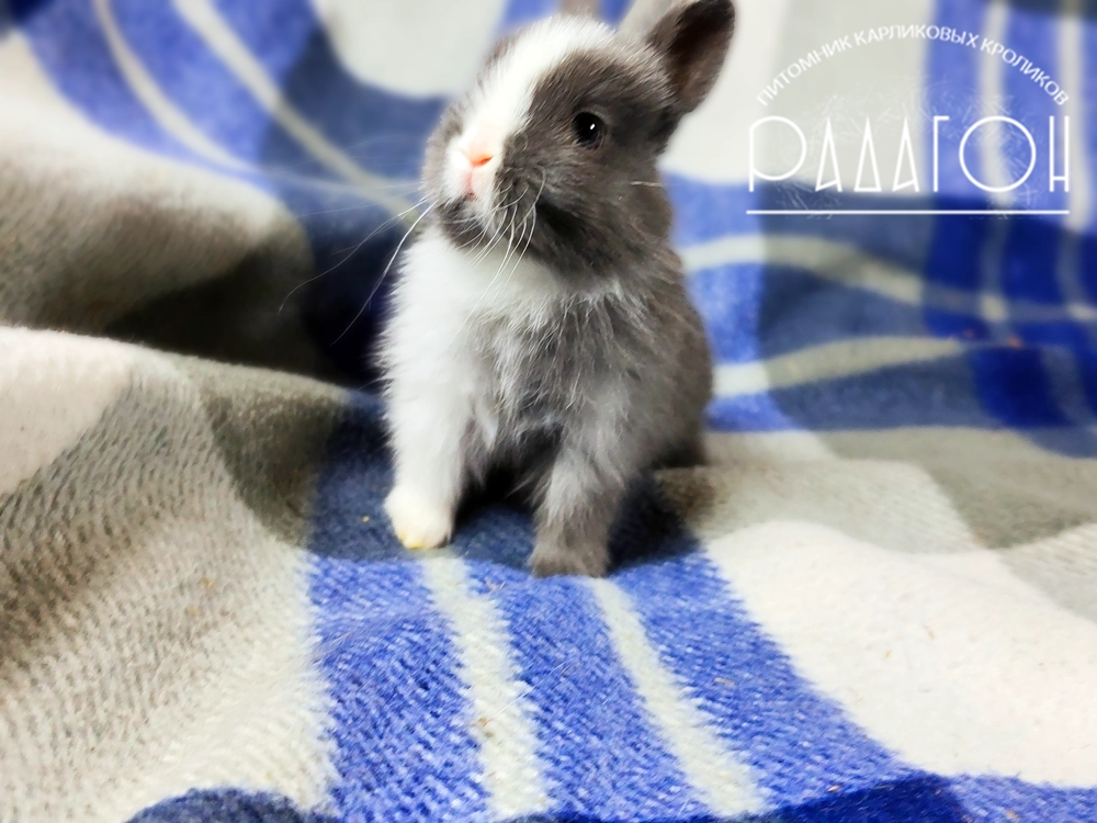 Декоративный кролик породы Немецкий цветной карлик окраса Голубой сплит - Радагон Сцилла