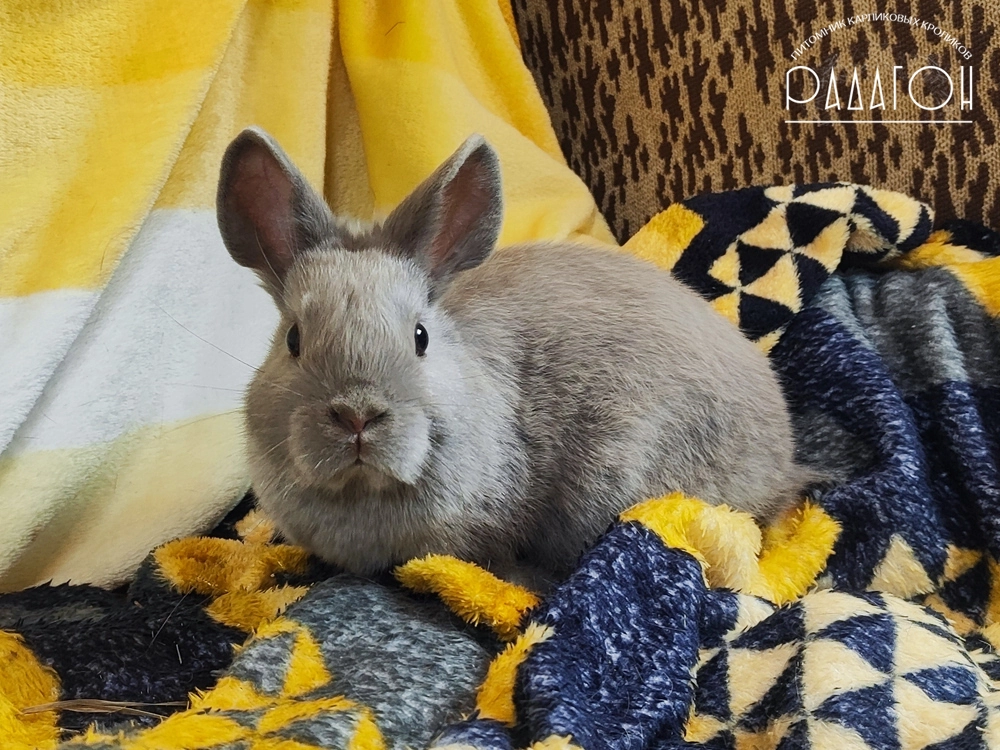 Декоративный кролик породы Лоффелохр окраса Лиловый - Радагон Тайна
