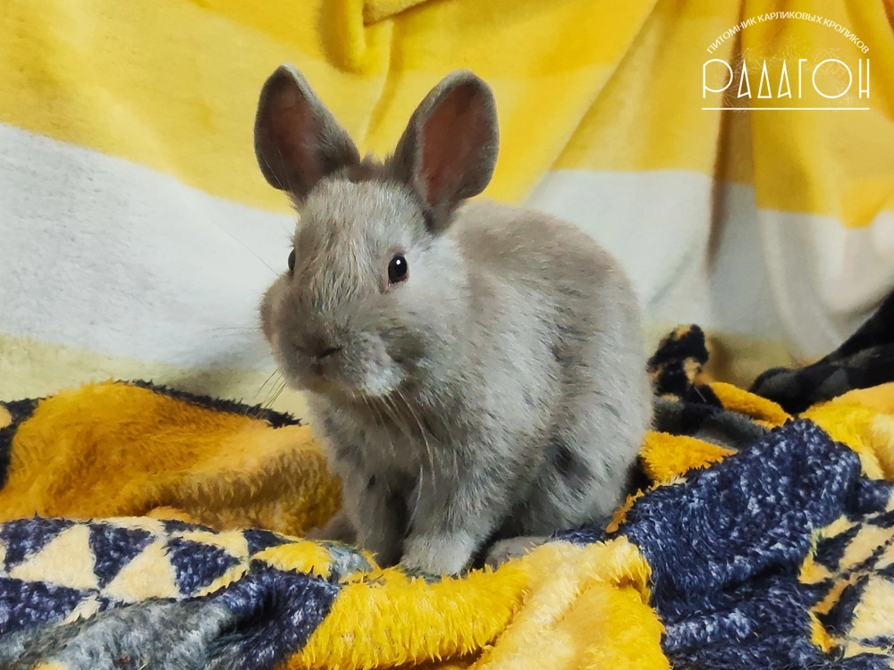 Декоративный карликовый кролик Лиловый
