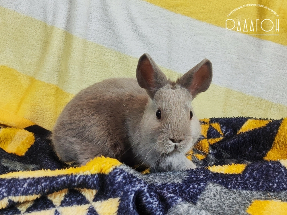 Декоративный карликовый кролик Лиловый