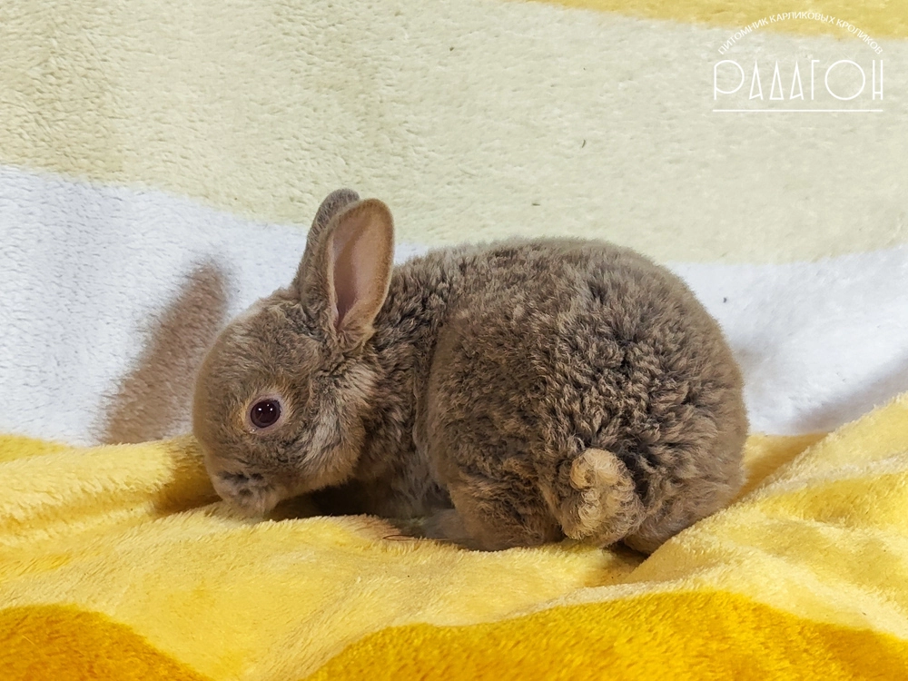 Декоративный кролик породы Карликовый рекс окраса Дав оттер - Радагон Тавор