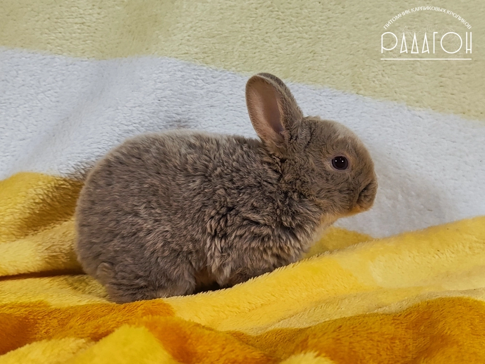 Декоративный карликовый кролик Дав оттер