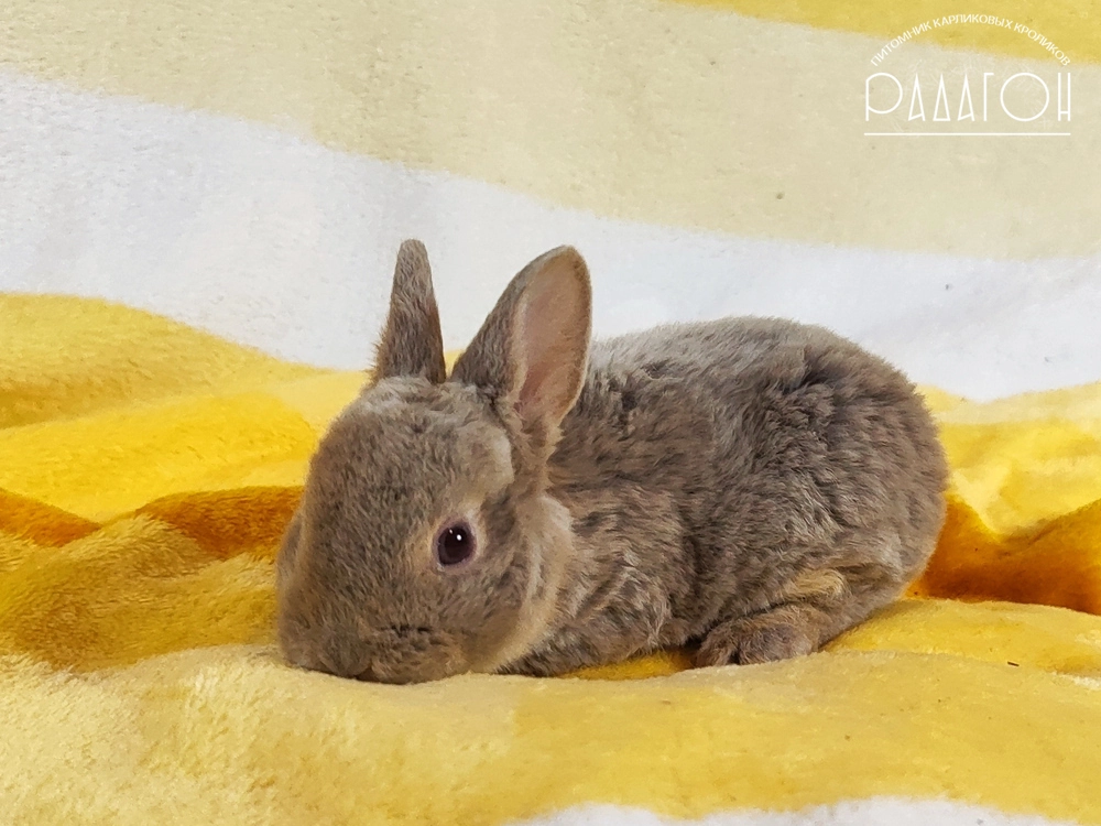 Декоративный карликовый кролик Дав оттер