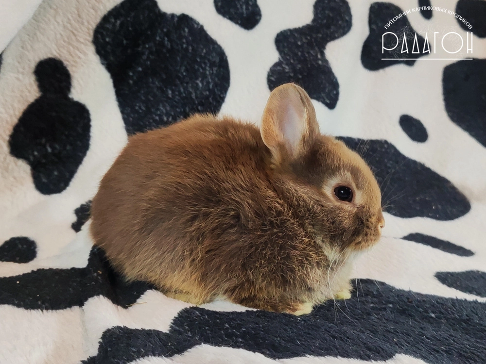 Декоративный карликовый кролик Гавана оттер