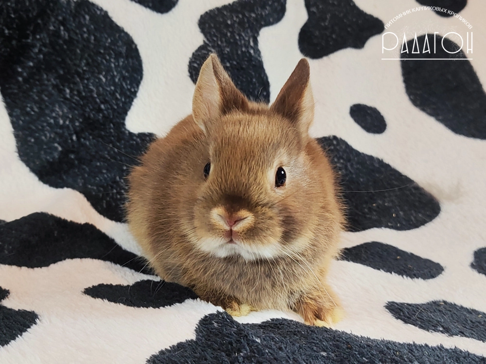 Декоративный карликовый кролик Гавана оттер