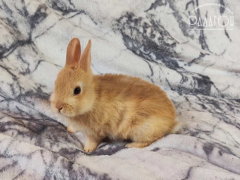 Декоративный карликовый кролик Олений гавана