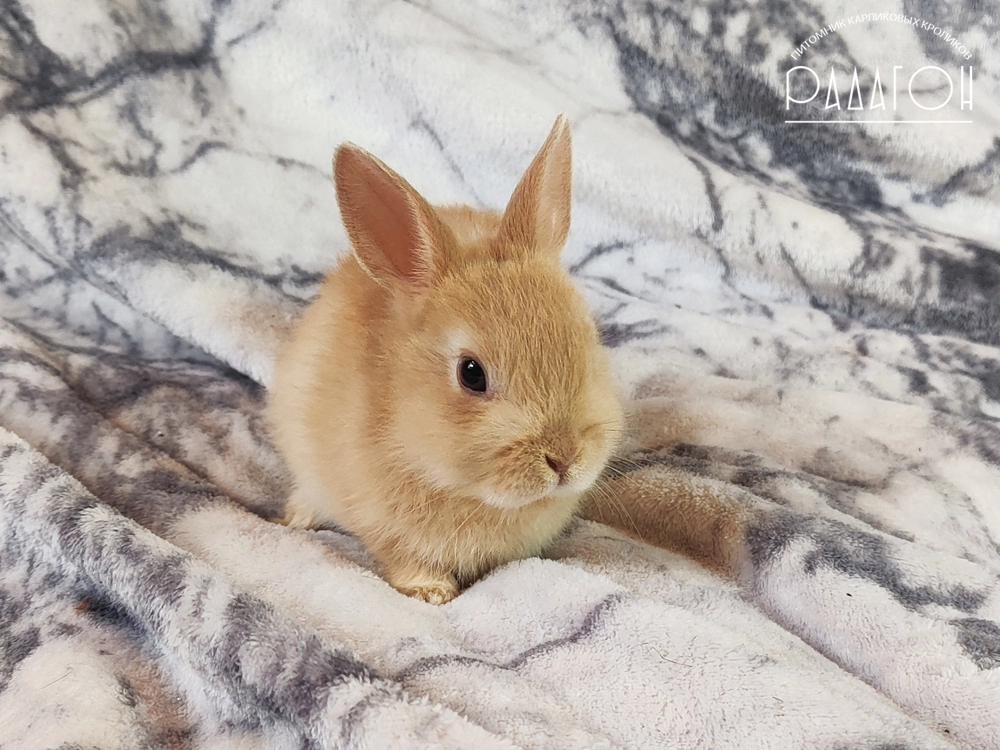 Декоративный карликовый кролик Олений гавана