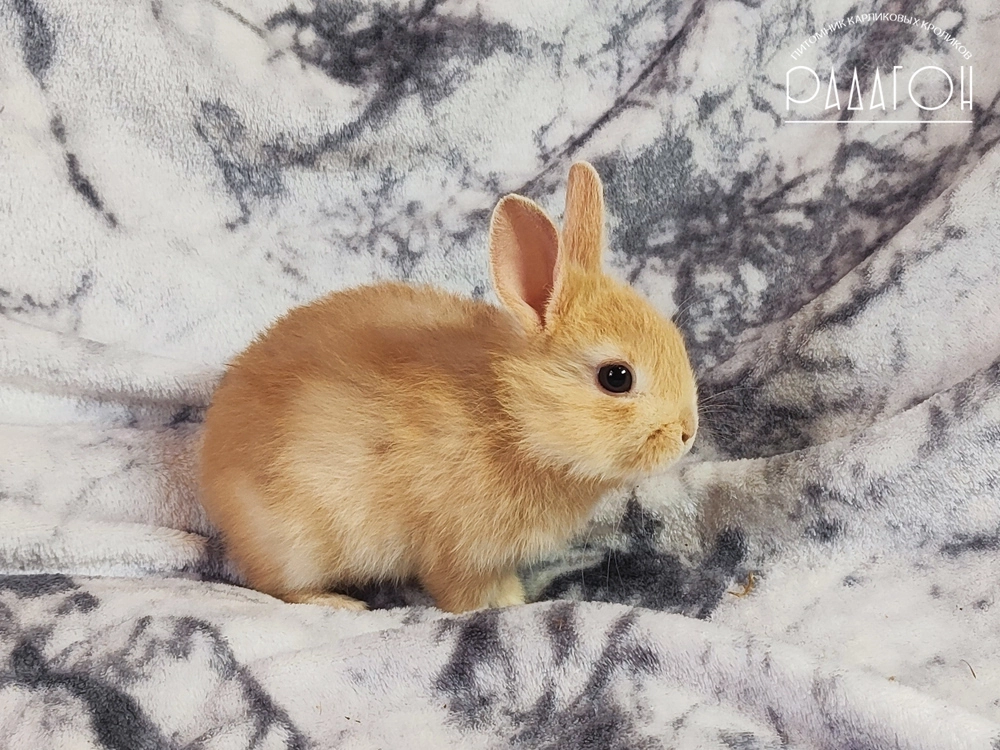 Декоративный карликовый кролик Олений гавана