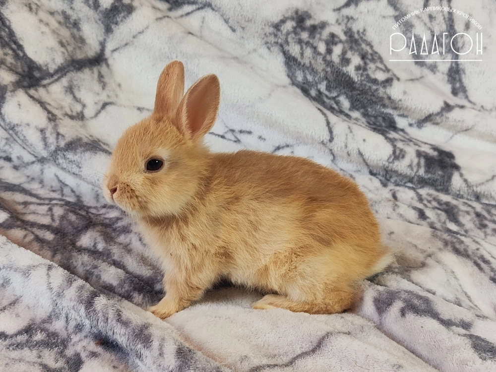 Декоративный кролик породы Голландский карлик окраса Олений гавана - Радагон Цахик