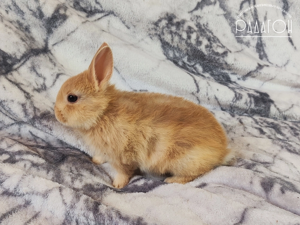 Декоративный карликовый кролик Олений гавана