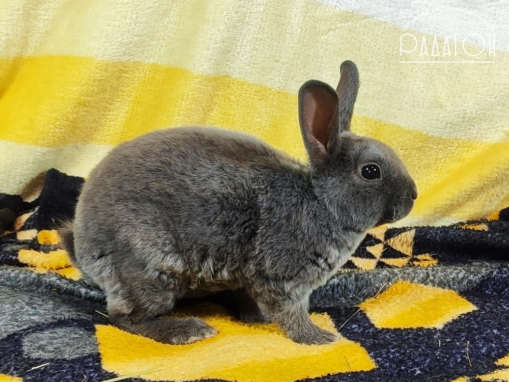 Декоративный кролик породы Карликовый рекс окраса Голубой - Радагон Тундра