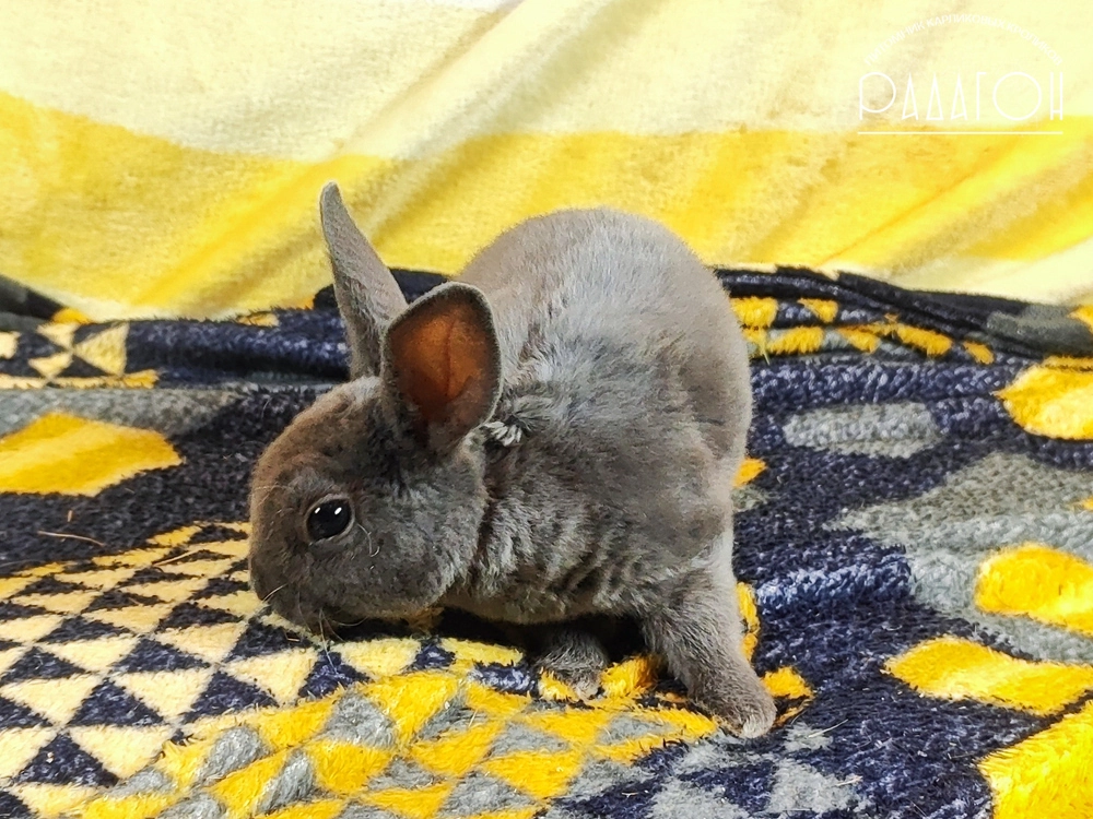 Декоративный карликовый кролик Голубой