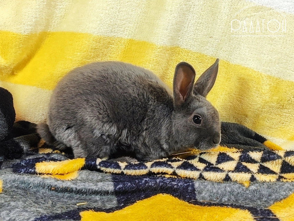 Декоративный карликовый кролик Голубой