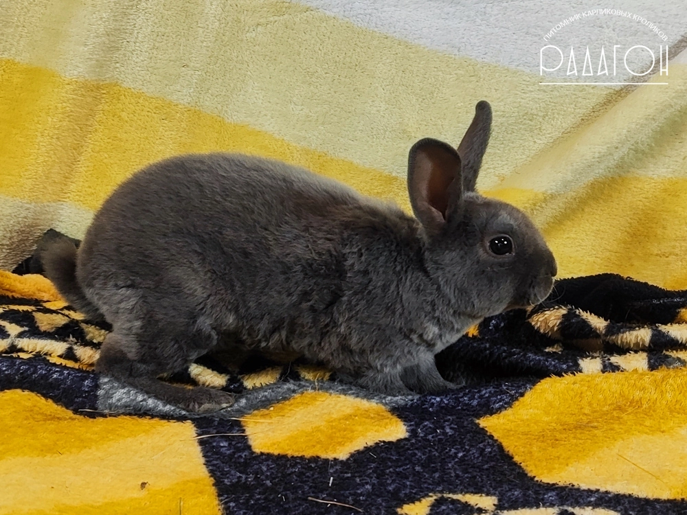 Декоративный карликовый кролик Голубой