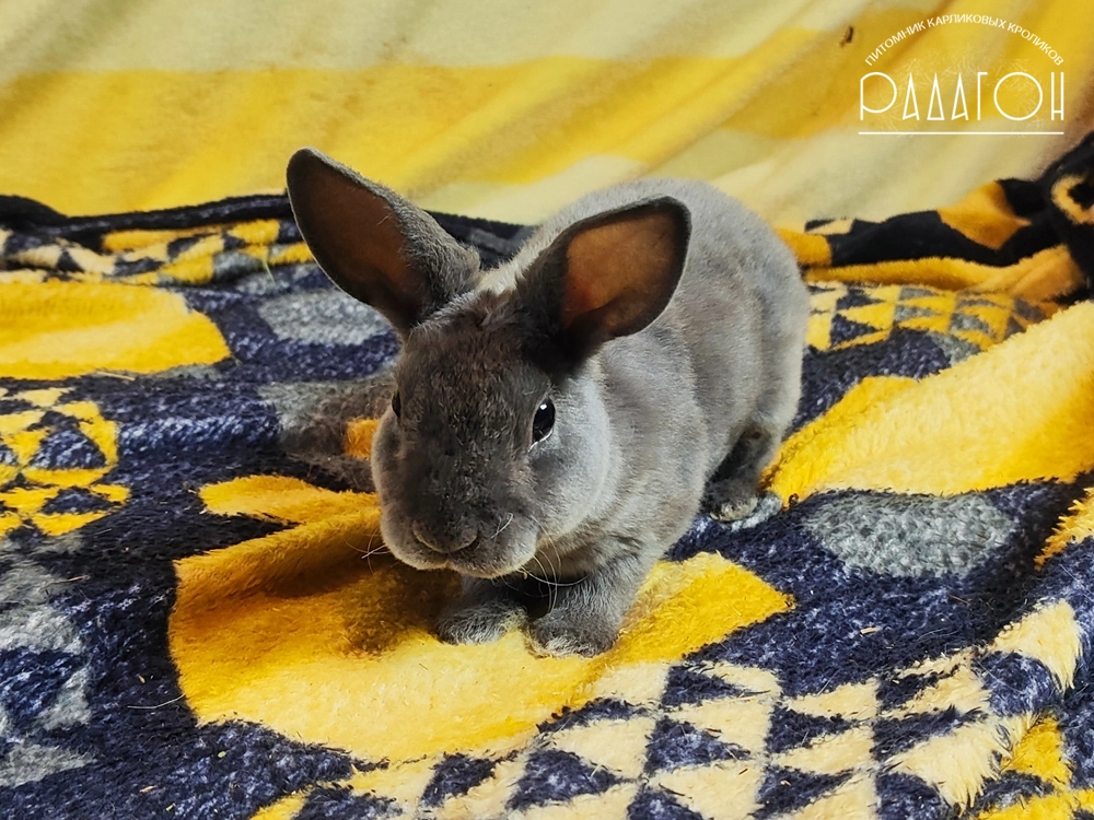 Декоративный карликовый кролик Голубой