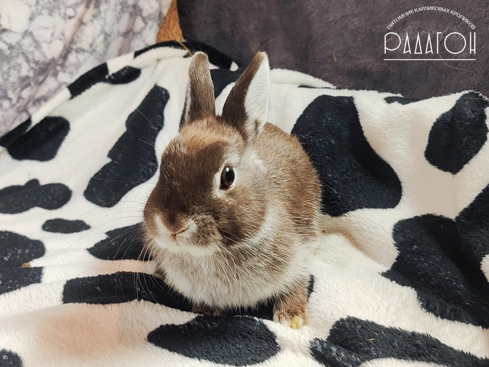 Декоративный карликовый кролик Гавана белоостевой