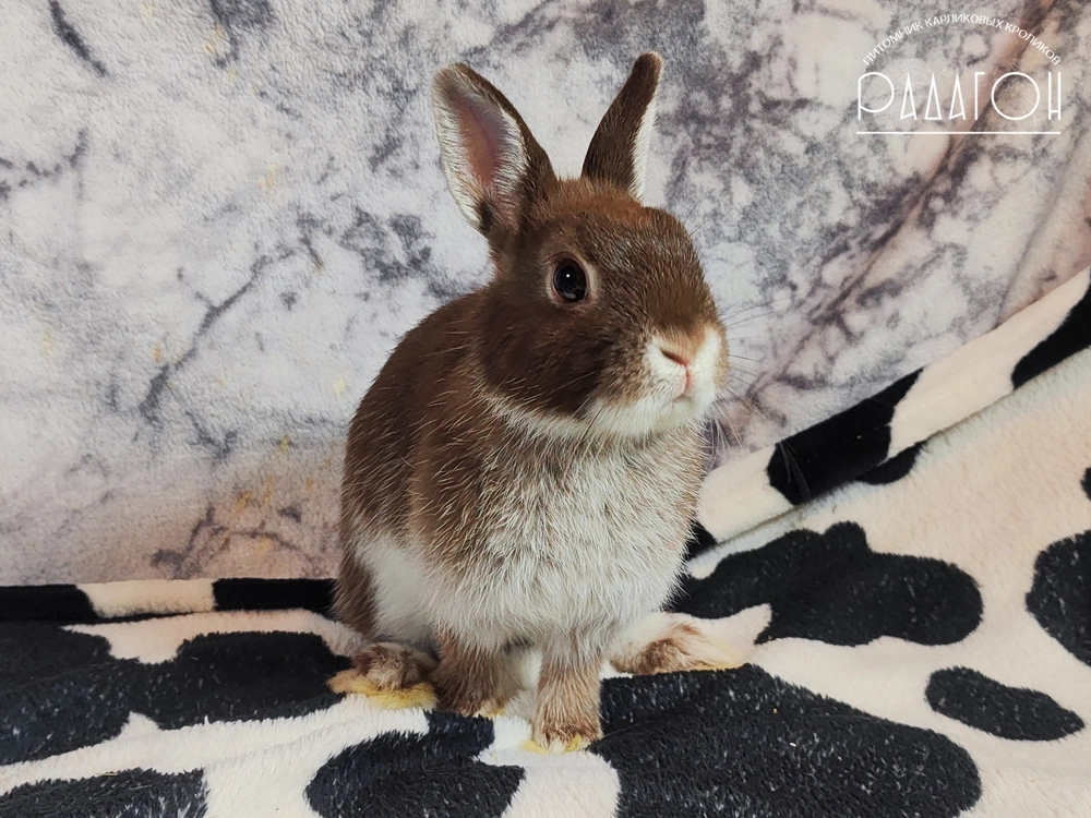Декоративный карликовый кролик Гавана белоостевой