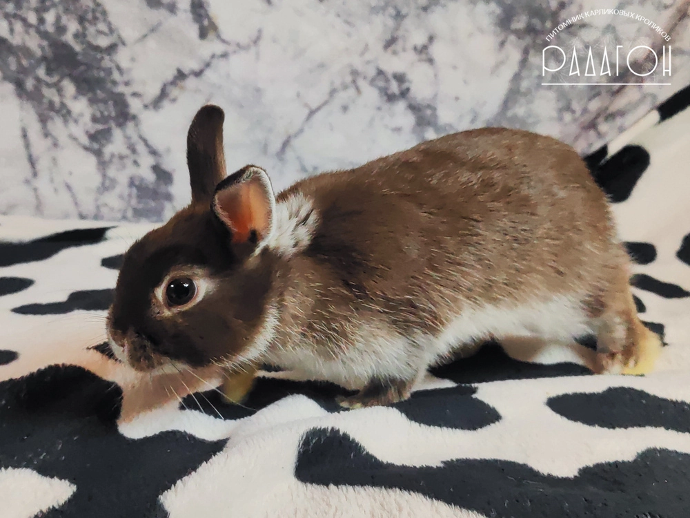 Декоративный карликовый кролик Гавана белоостевой