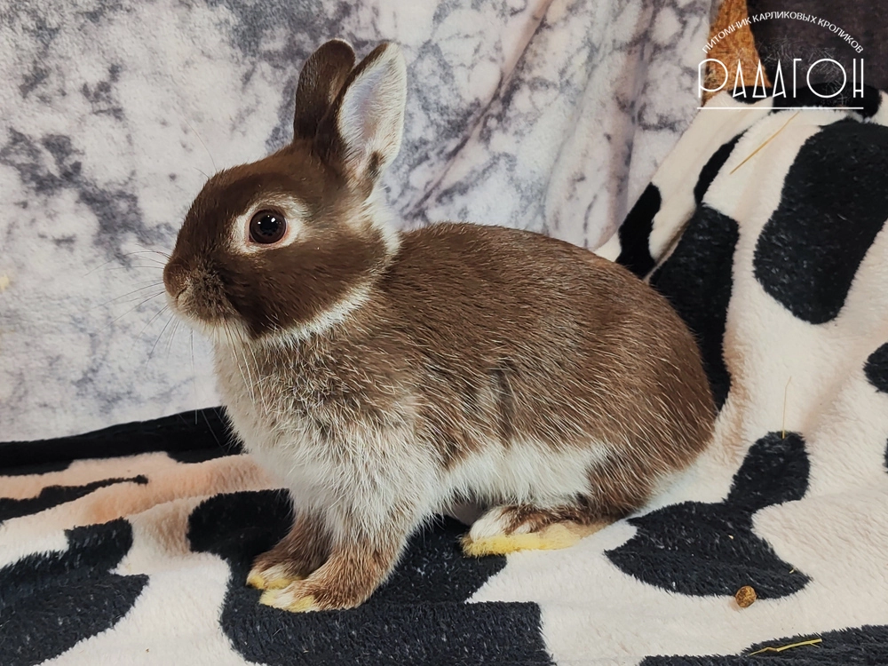 Декоративный кролик породы Немецкий цветной карлик окраса Гавана белоостевой - Радагон Умпи
