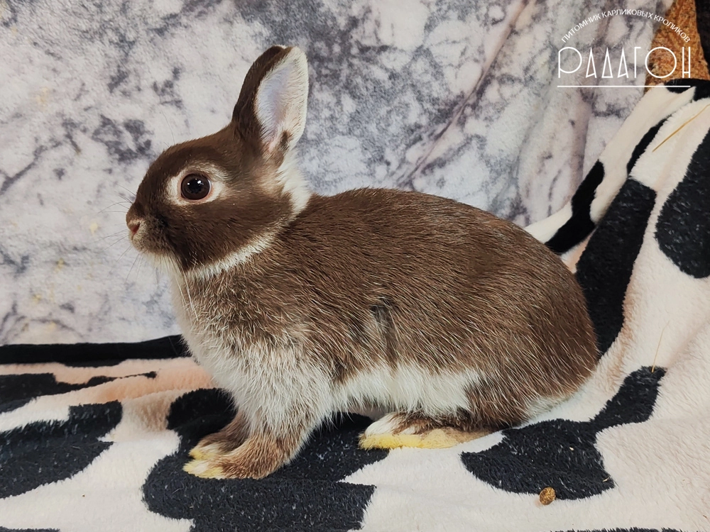 Декоративный карликовый кролик Гавана белоостевой