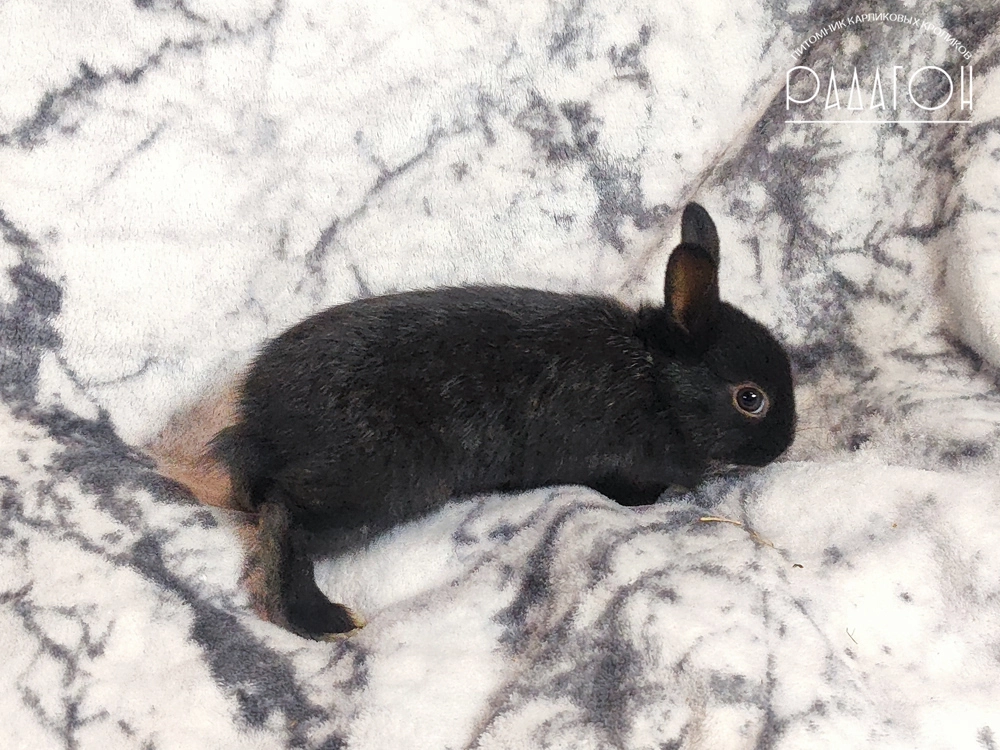 Декоративный карликовый кролик Светлое серебро