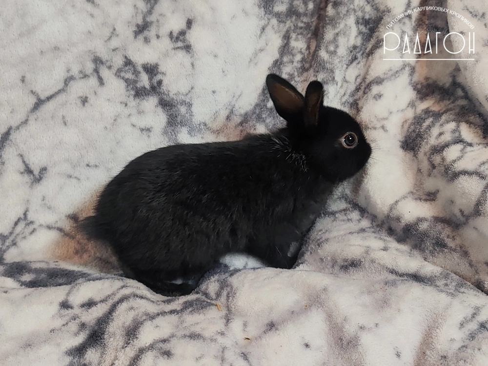 Декоративный карликовый кролик Светлое серебро