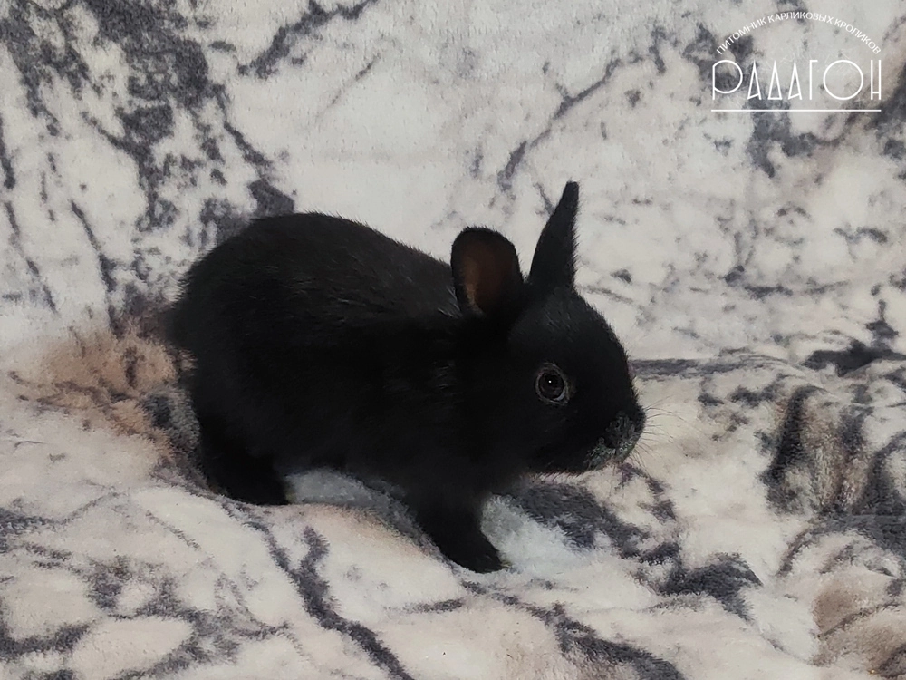 Декоративный карликовый кролик Светлое серебро