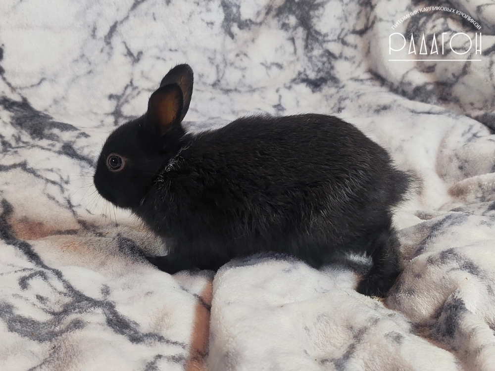 Декоративный карликовый кролик Светлое серебро