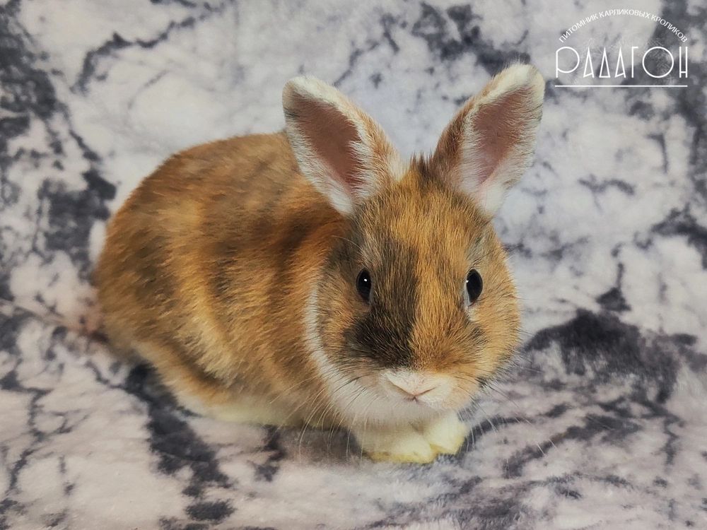 Декоративный карликовый кролик Японский белоухий