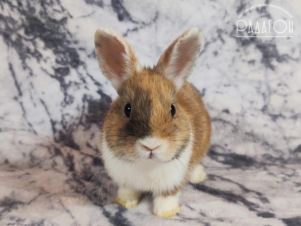 Декоративный карликовый кролик Японский белоухий