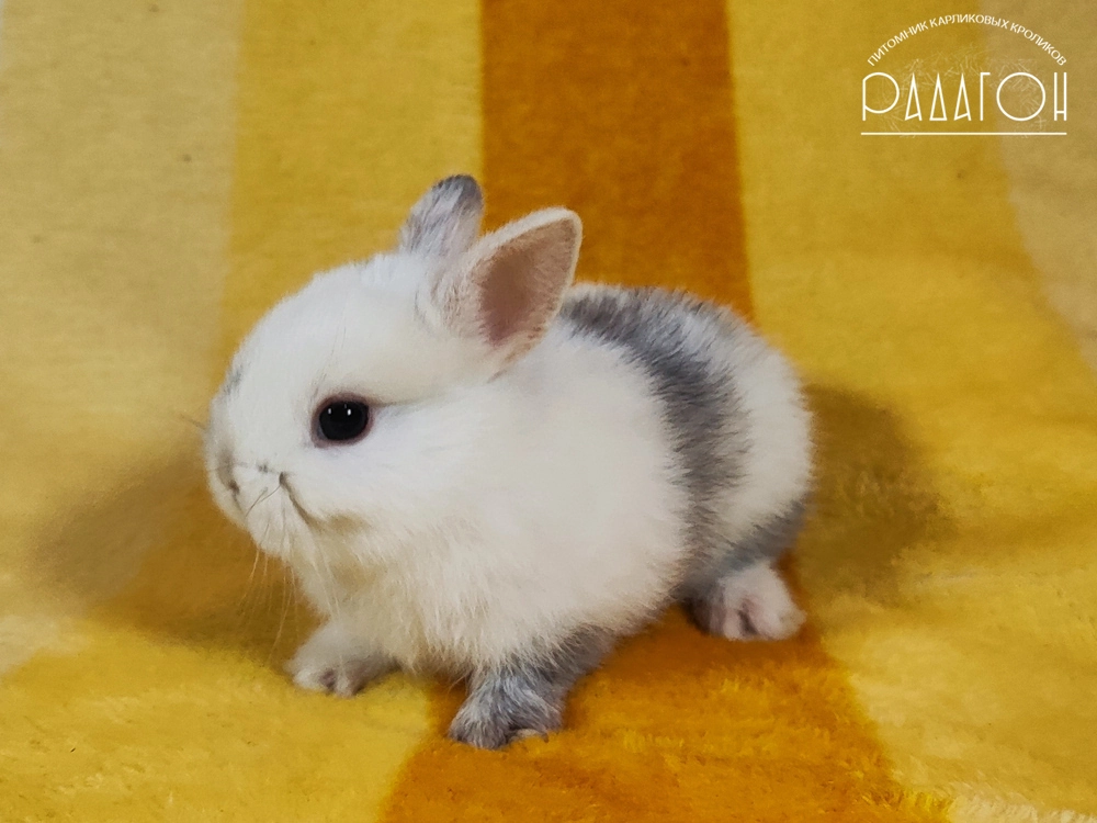 Декоративный карликовый кролик Рён