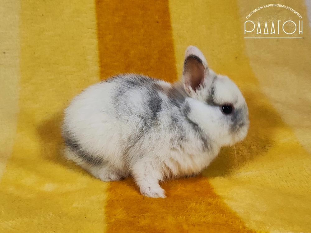 Декоративный карликовый кролик Рён