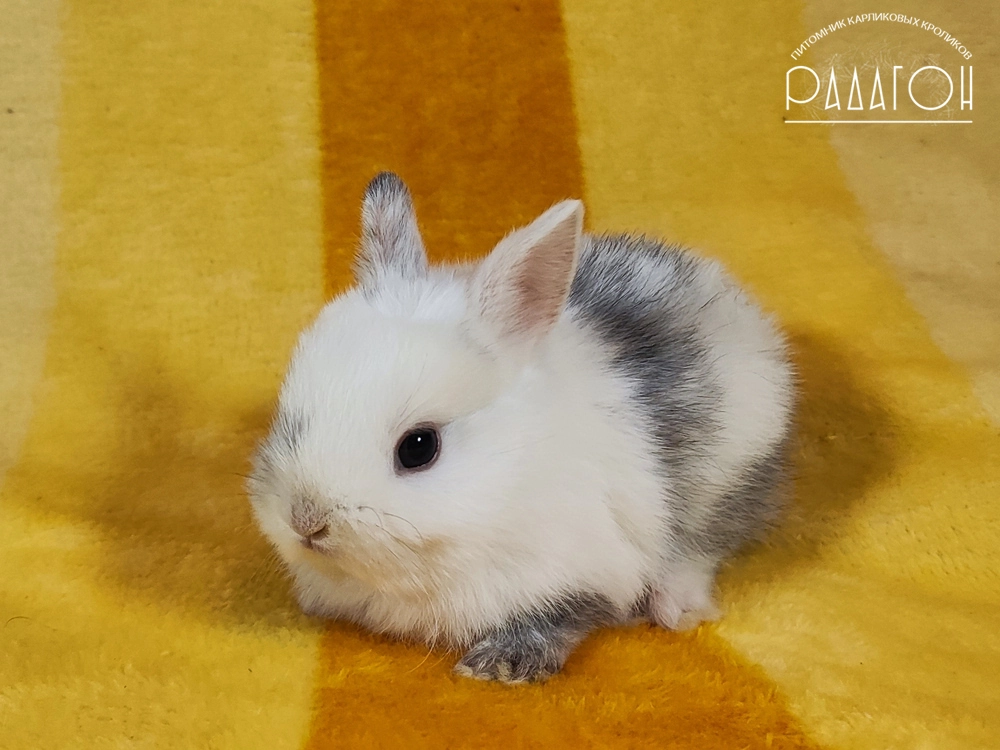 Декоративный кролик породы Немецкий цветной карлик окраса Рён - Радагон Зёбра