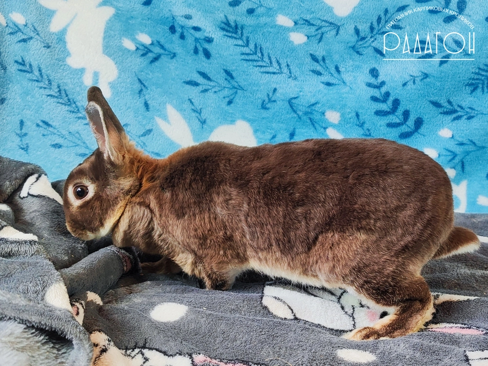 Декоративный кролик породы Карликовый рекс окраса Гавана оттер - Радагон Зеница Ока