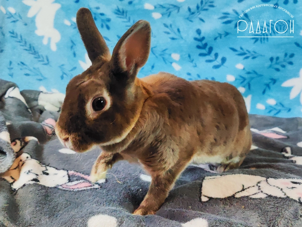 Декоративный карликовый кролик Гавана оттер