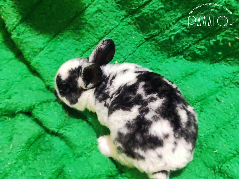 Декоративный карликовый кролик Черный плащевой