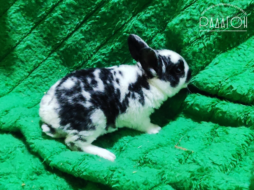 Декоративный карликовый кролик Черный плащевой