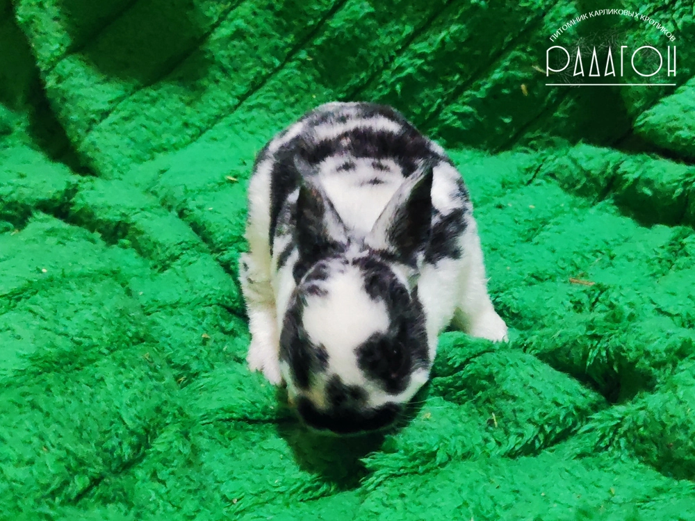 Декоративный карликовый кролик Черный плащевой